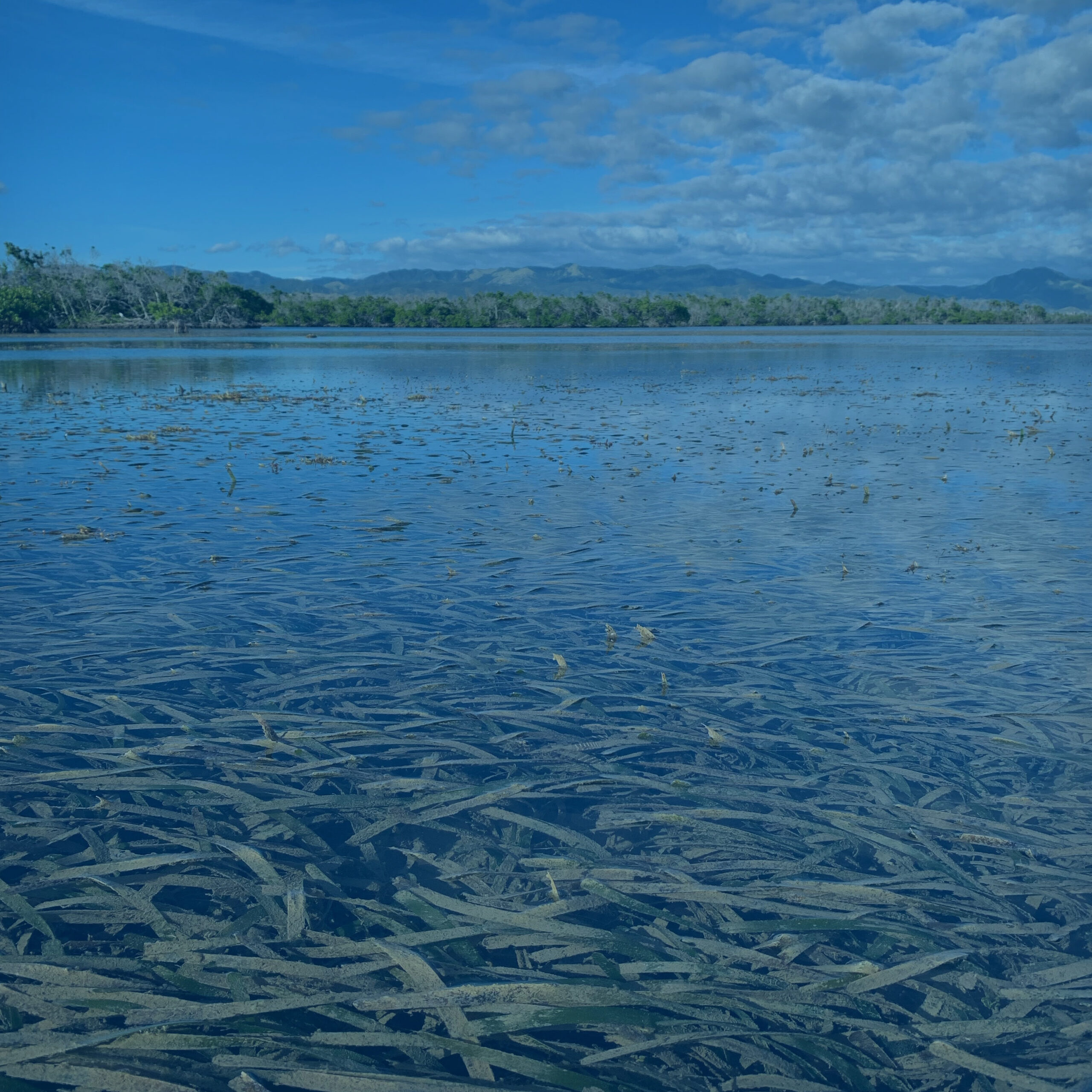 SeaGrass