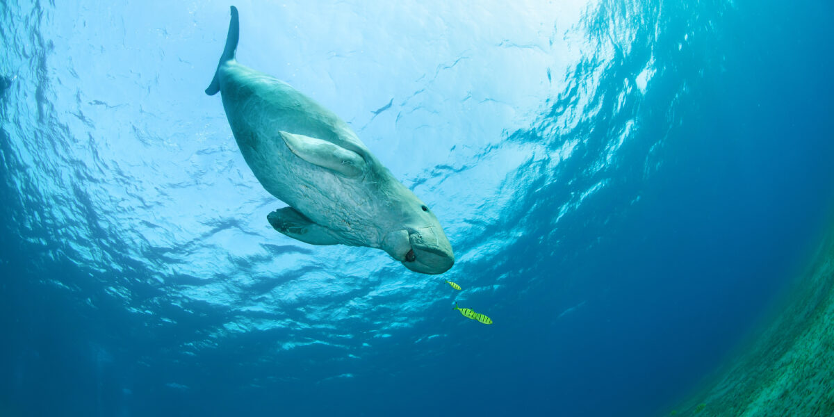 Dugong surrounded by yellow pilot fish in the ocean