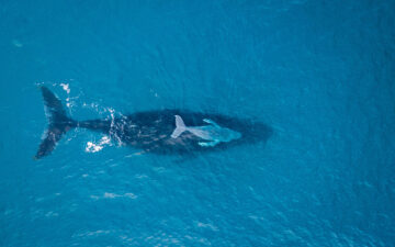Humpback Whale with Calf in the ocean