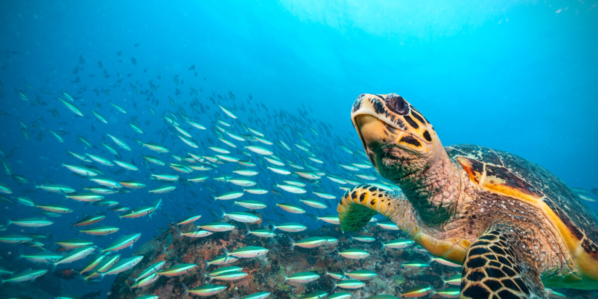IPCC Report. Hawksbill Sea Turtle flowing in Indian ocean, flock of fish on background