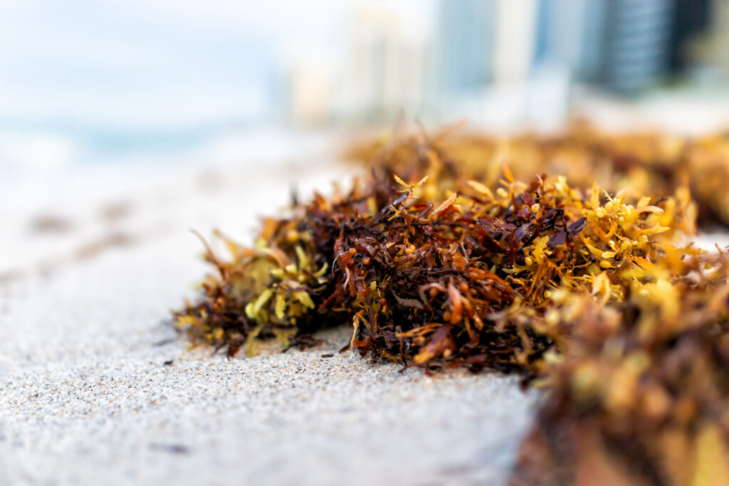 Macro closeup of sargassum on the beach