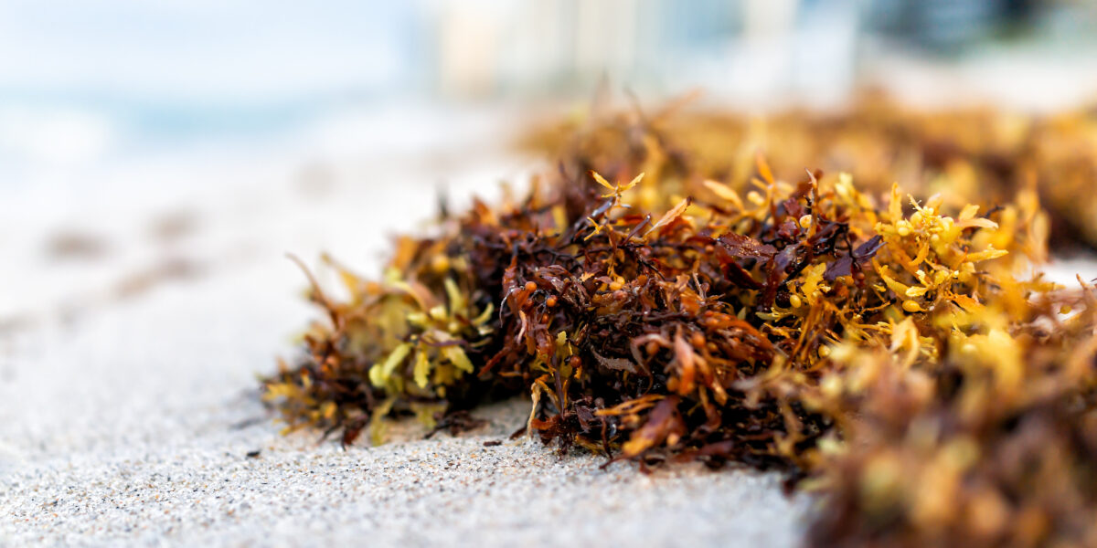 Macro closeup of sargassum on the beach