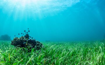 Barrell Craft Spirits feature image: small fish swimming in coral and sea grass bed
