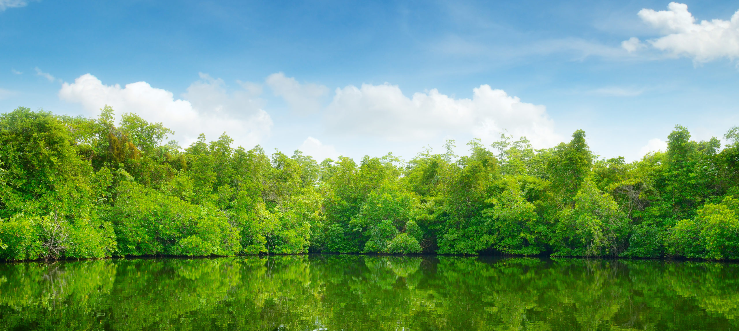 Үлкен пенистердің фотосуреттері