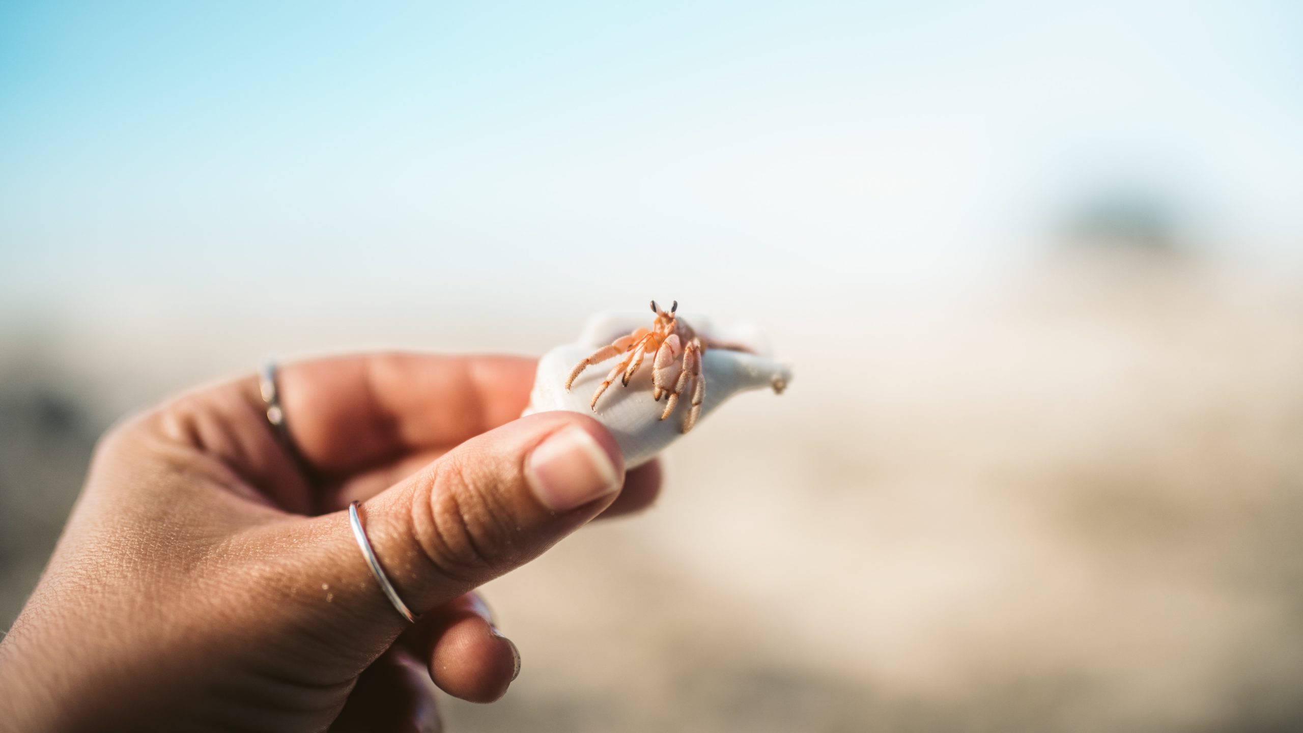 ocean sciences meeting: hand holding a sand crab
