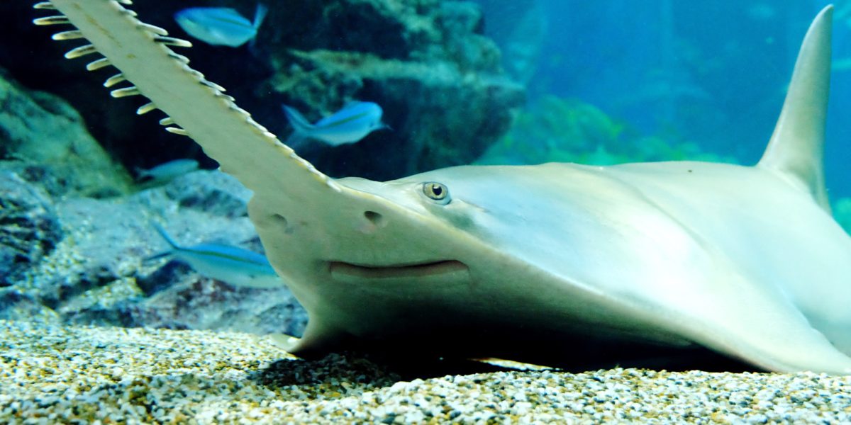 smalltooth sawfish in the ocean
