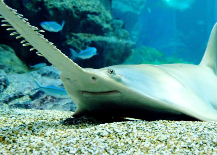 smalltooth sawfish in the ocean