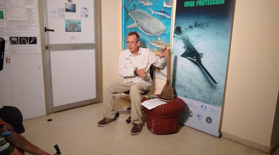 smalltooth sawfish: Dr. Fabian Pina unveiling the Cardenas specimen at the Center for Marine Research, University of Havana