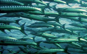 aquaculture: fish in the water