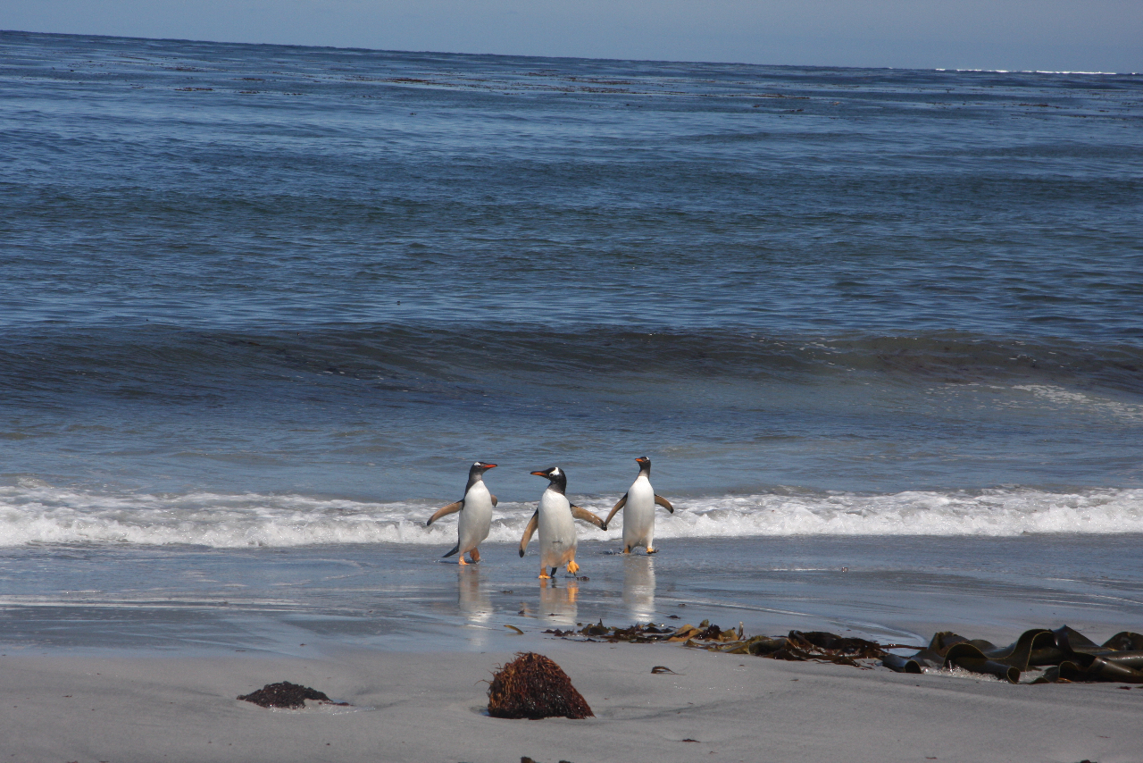 Three penguins walking on a beach