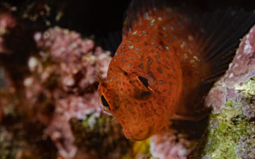 Variable blenny in the deep sea