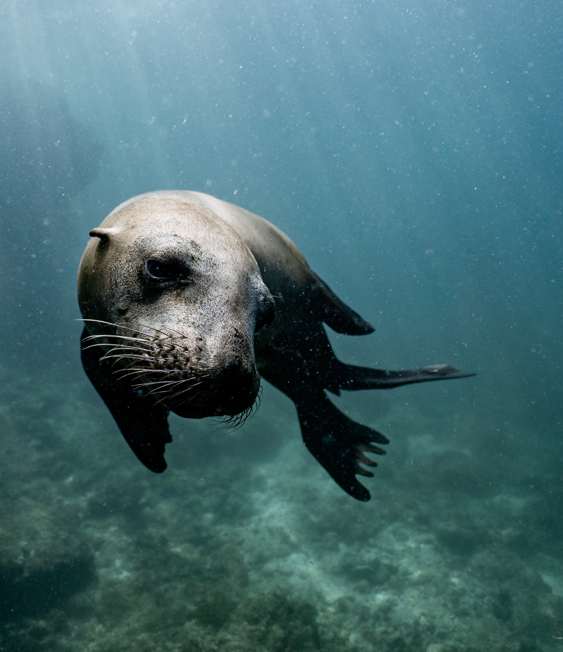 ocean science diplomacy: Sea Lion under water