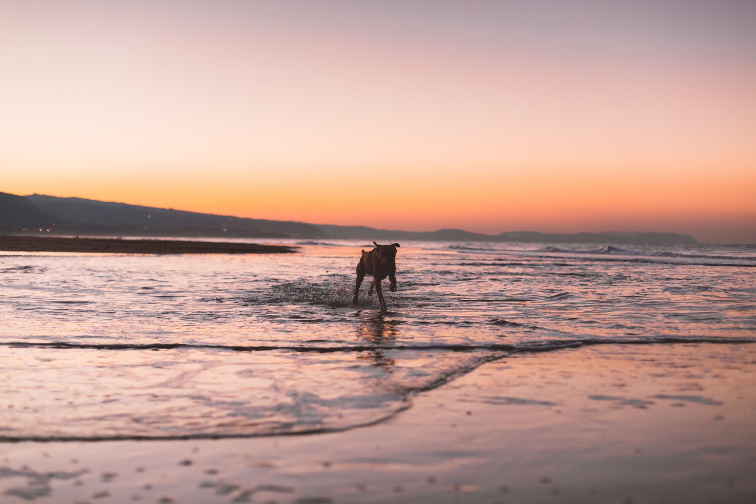 sustainable blue economy: a dog running across shallow ocean water