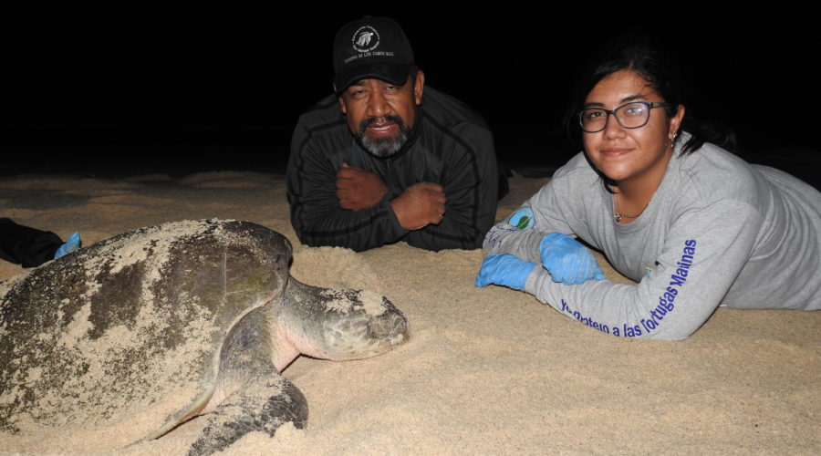 Organizacion SyCOMA: On the beach with large sea turtle