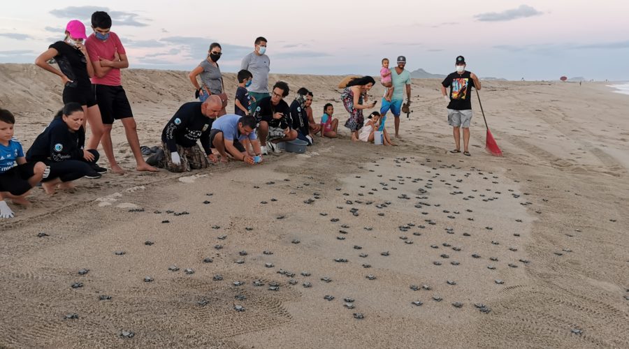 Organizacion SyCOMA: releasing baby turtles at the beach