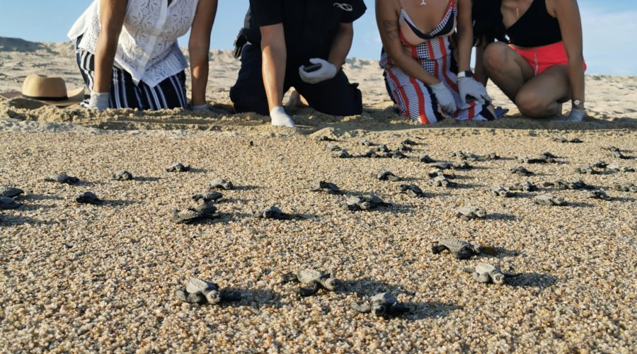 Organizacion SyCOMA: Releasing baby sea turtles at the beach