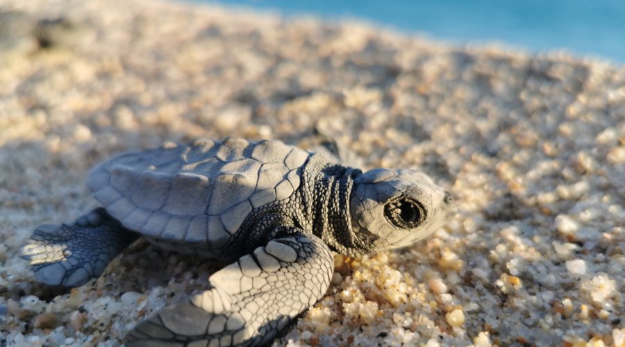 Organizacion SyCOMA: Baby turtle on the beach