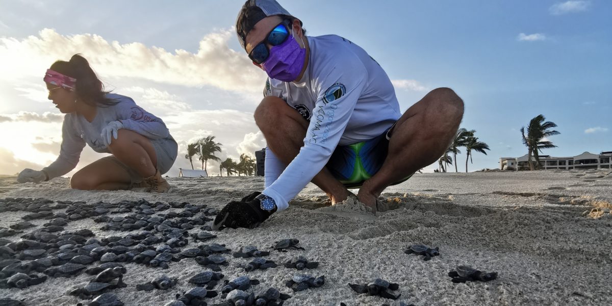 Organizacion SyCOMA: Releasing baby sea turtles at the beach