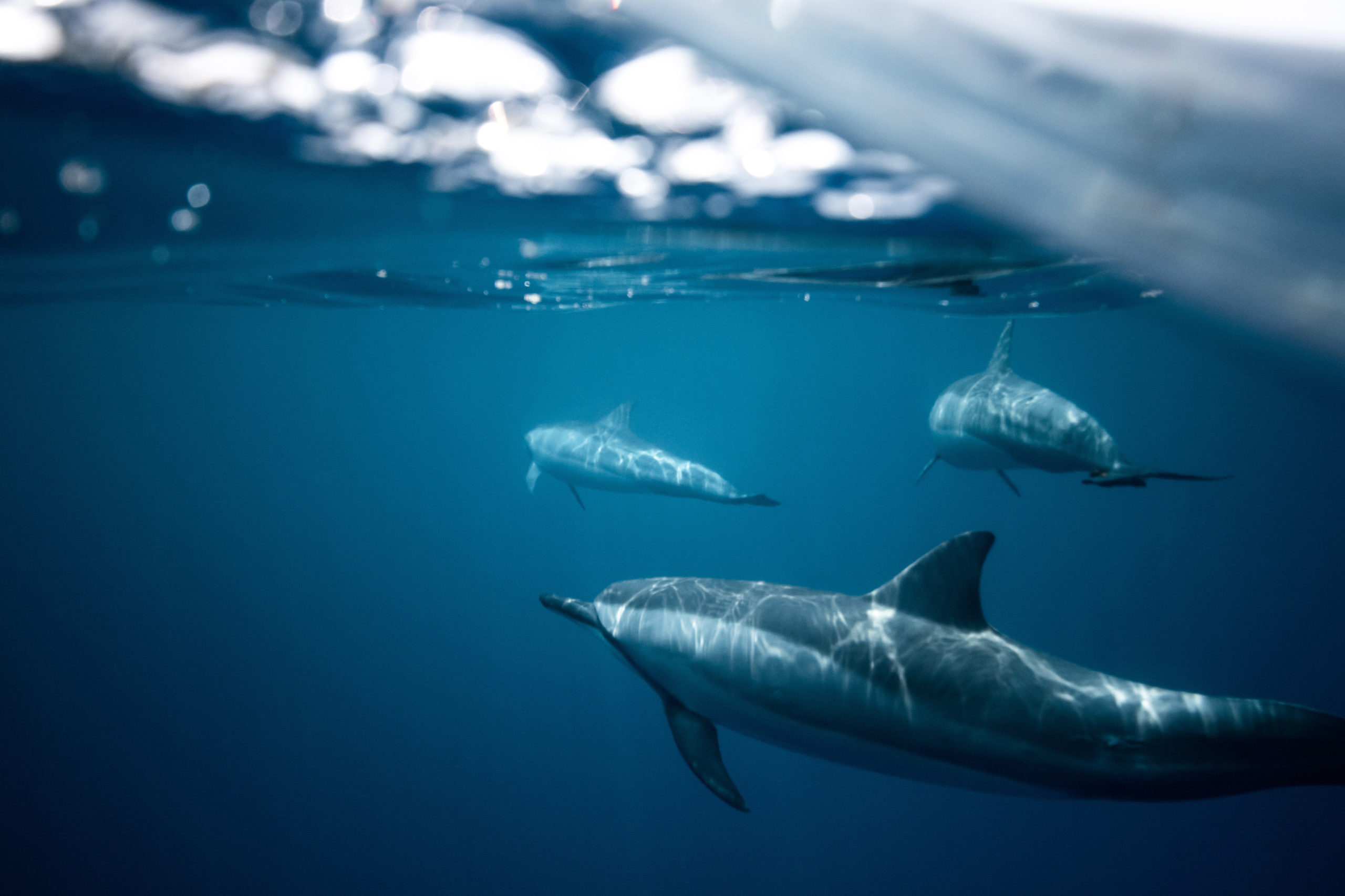 Indonesia'S Ocean Health: A 28Th Birthday Perspective - qusu4lf