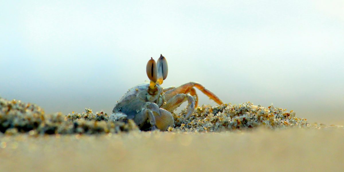 Ocean's Link to Human Health Banner: Crab walking in the sand