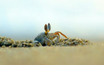 Ocean's Link to Human Health Banner: Crab walking in the sand