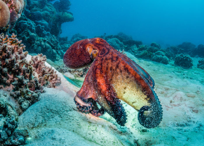 Deep Sea Minerals banner: Octopus on bottom of the sea floor
