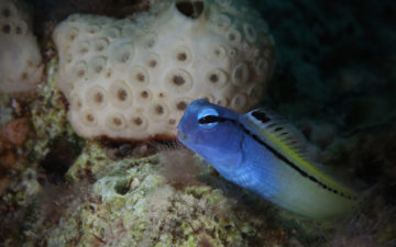 Green Transition banner: Red Sea blenny