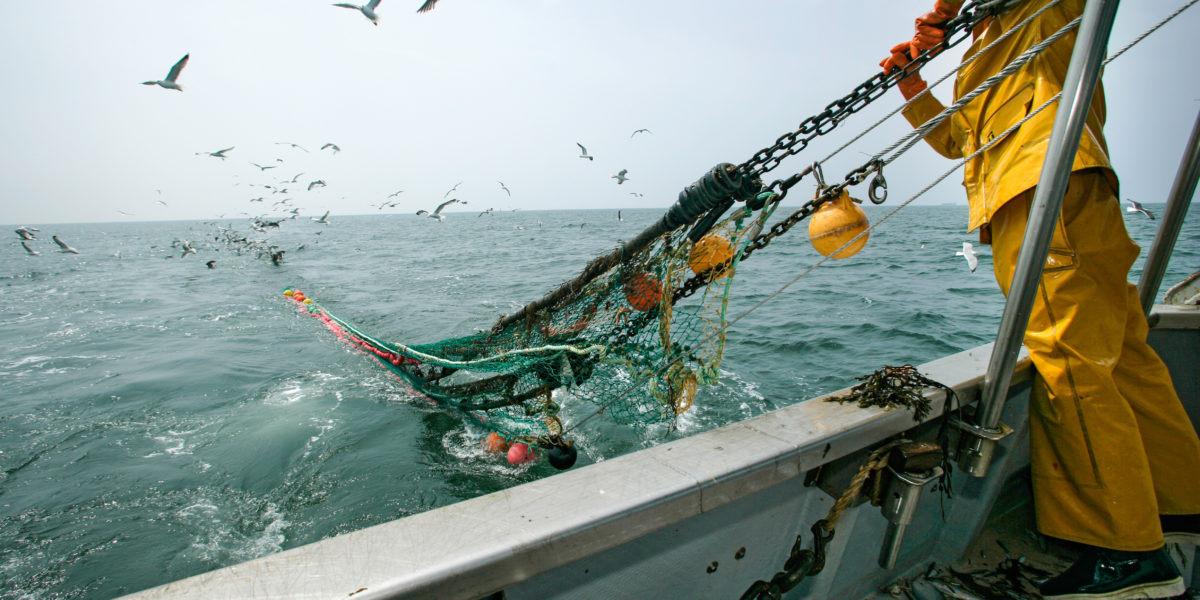 Trawling: person pulling fish onto boat from a net