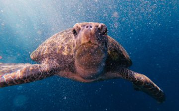 Boyd Lyon 2023: a turtle underwater