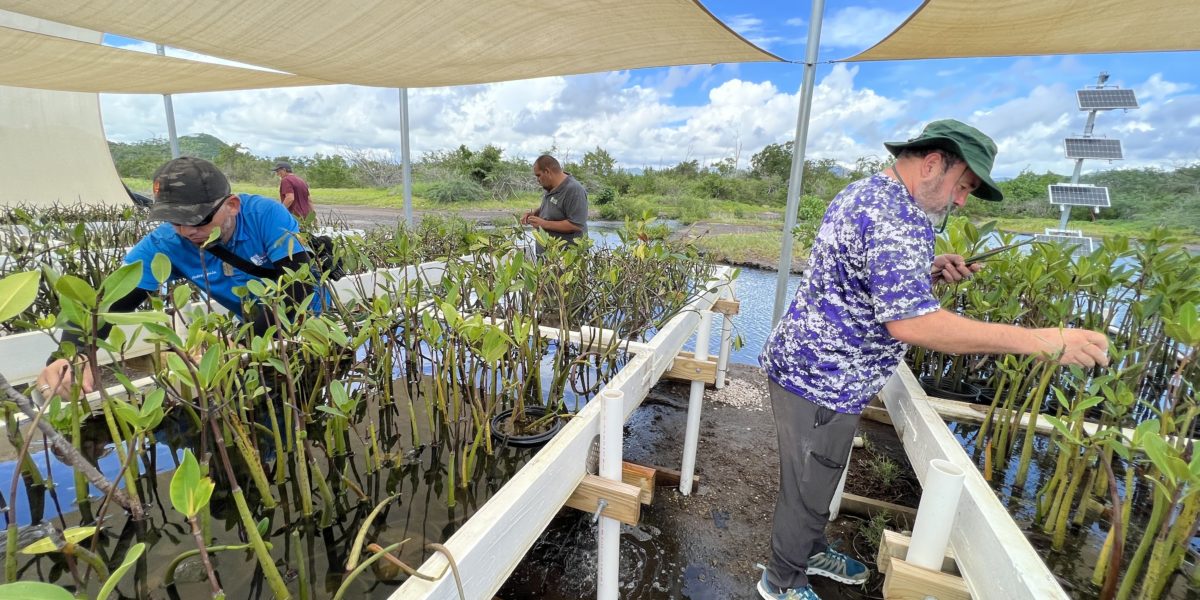 Jobos Körfezi'ndeki fidanlığımızda yaklaşık 8,000 kırmızı mangrov yetişiyor. Bunu Mart 2022'de inşa etmeye başladık.