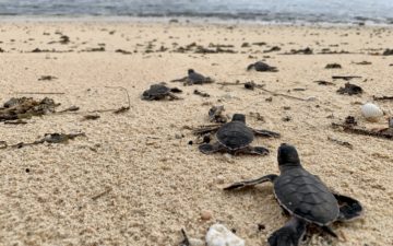 Hatchlings Turtar Mara Glas Guam