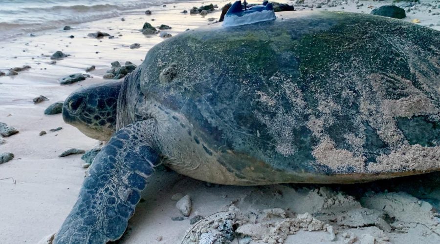 Nesting Green Sea Turtle Return