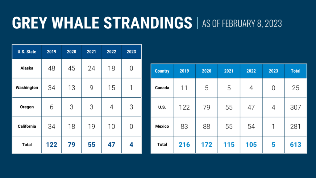 Grey whale strandings as of February 8, 2023 in both the U.S. and worldwide. Worldwide, there has been a total of 613 whale strandings since 2019.