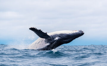Whale strandings: Humpback whale breaching and landing in the ocean near Isla de la Plata (Plata Island), Ecuador