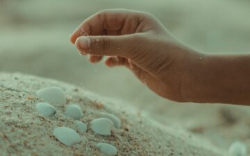 Hand of child playing with sea shells
