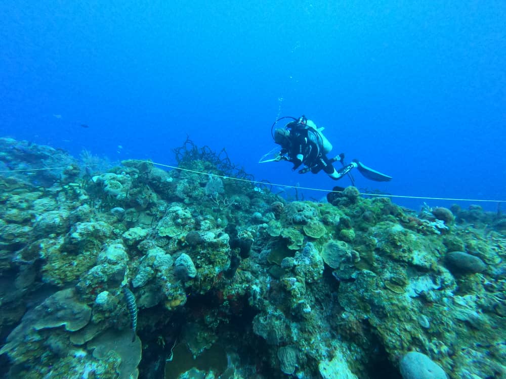 Coral Restoration in GNP: A scuba diver underwater