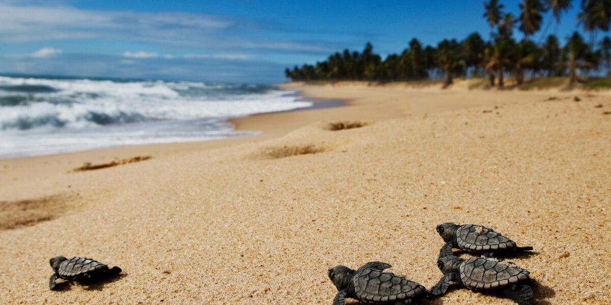 Baby hawksbill turtles going to the ocean