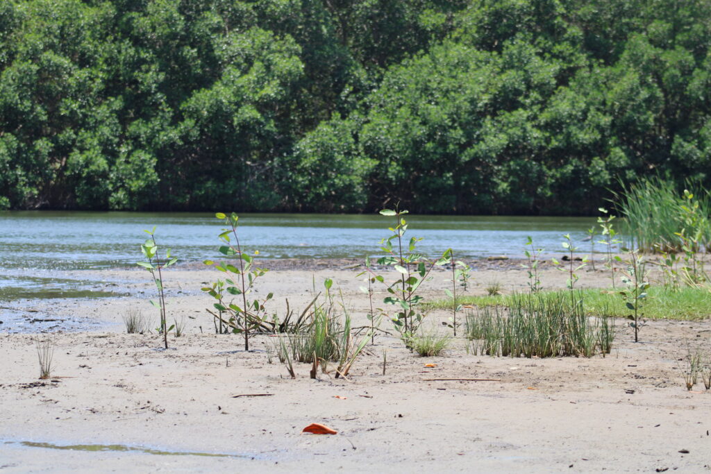 mangrove babies in Chiapas, Mexico