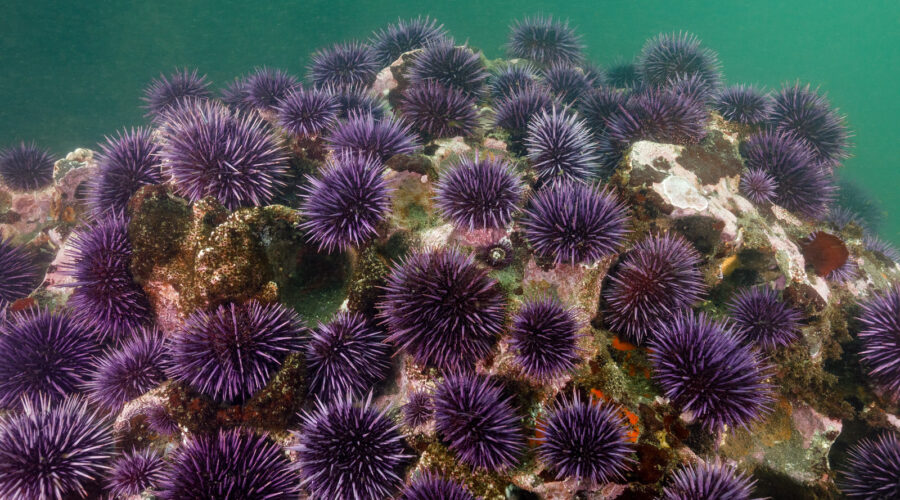 Purple Sea Urchins (Stronglyocentrotus purpuratus) in an urchin barrens. These voracious herbivores feed on kelp and algae, and have devoured all the plants on this shallow reef, leaving just bare rock. Warmer than average seawater temperatures and a lack of natural predators (primarily the sunflower sea star, whose population was decimated by a wasting disease) have resulted in an explosion of sea urchin numbers along much of the Oregon coast (as well as central and northern California). Drake Point, South Cove Cape Arago, Oregon, USA, Pacific Ocean. Photo Copyright © Brandon Cole. All rights reserved worldwide. www.brandoncole.com