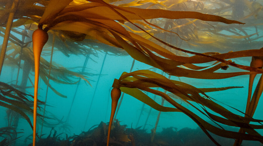 XN0248-D. Bull Kelp (Nereocystis luetkeana) off the coast of Oregon. The amazing, tree-like plants float up to the surface, buoyed by air-filled bladders. Fronds or blades create a canopy. The forest sways back and forth in the surge caused by the swell. In recent years, much of the kelp along the coast of Oregon and California (northern and central) has disappeared, devoured by sea urchins whose population has exploded in the absence of sea star predators. Redfish Rocks, Oregon, USA, Pacific Ocean. Photo Copyright © Brandon Cole. All rights reserved worldwide. www.brandoncole.com