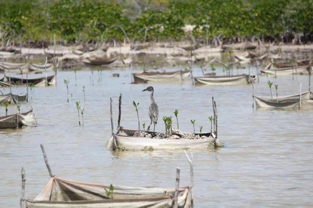 Sian Kaan: bird on a mangrove