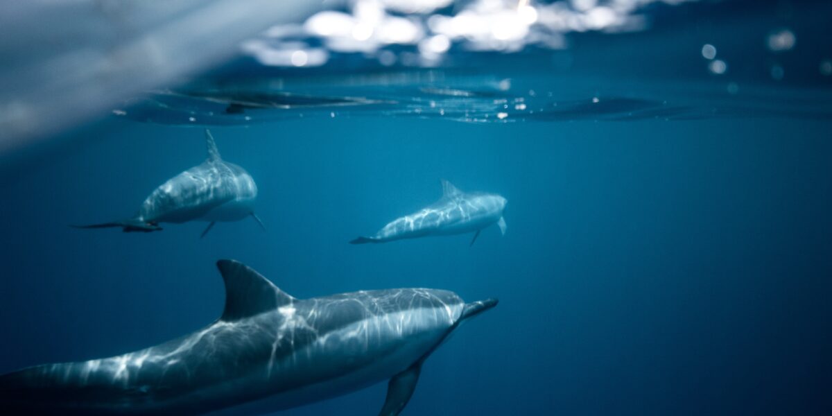 dolphins swimming underwater
