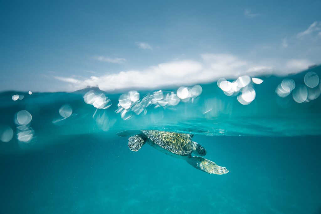 Turtle in the ocean underwater