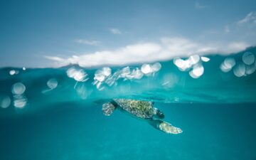 Turtle in the ocean underwater