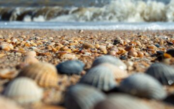Multiple shells on the beach