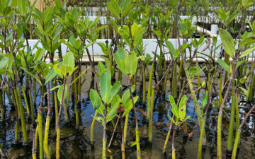 Close-up shot of baby mangroves