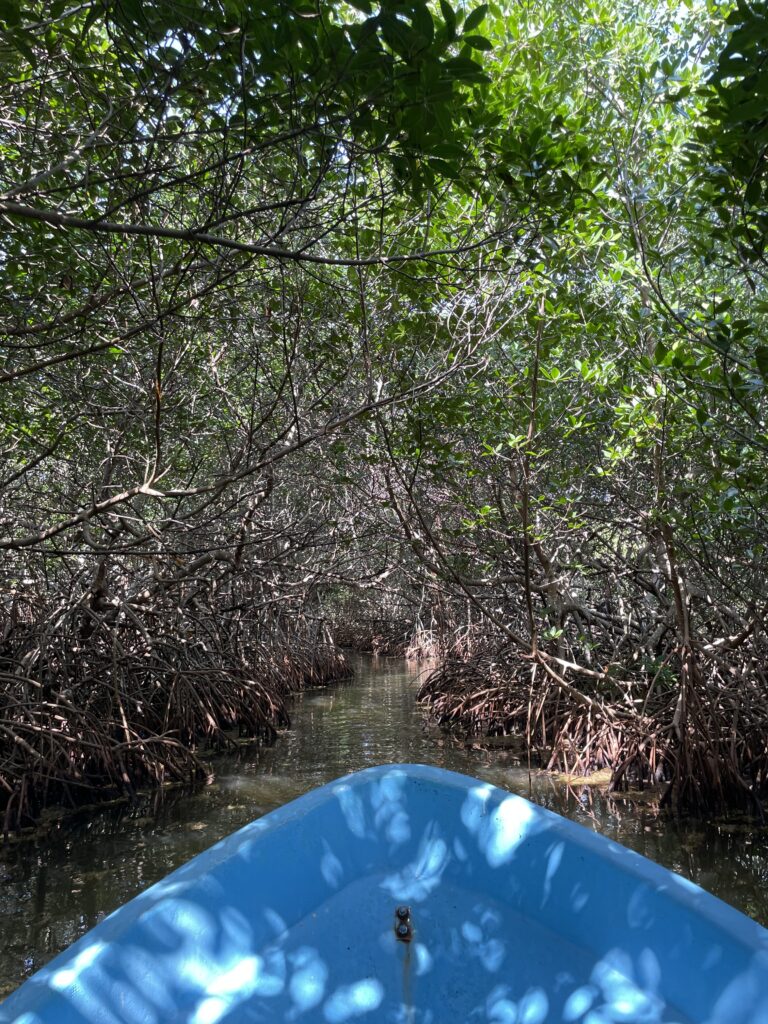A boat heading into a mangrove forest