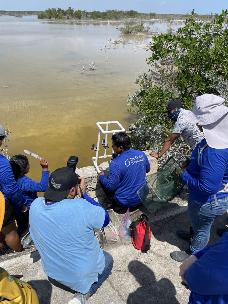Medlemmer av Xcalak-samfunnet demonstrerer mangroverestaureringsarbeid