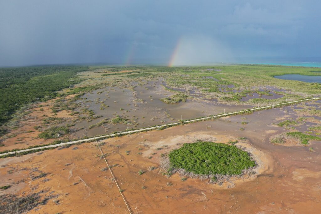 En drone udsigt over en mangrovesump