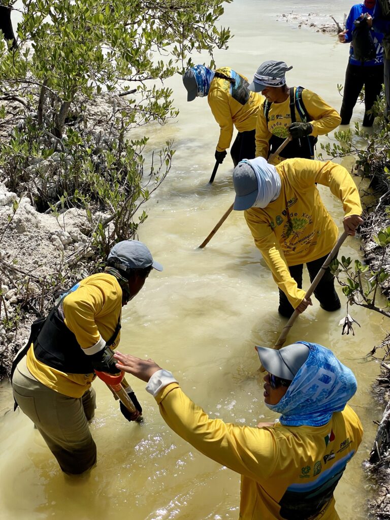 Membros da brigada de restauración de manglares traballando na extracción de sedimentos